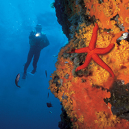 Verändere dein Leben und werde PADI Divemaster, mache Tauchen zu deinem Beruf, auf der ganzen Welt!