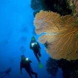 Tauchen an einer mit Korallen bewachsenen Steilwand in Palau